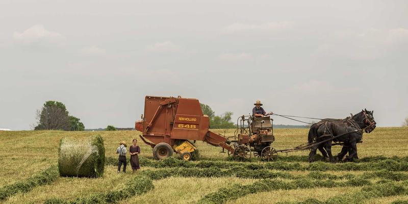 从绿色时尚到智慧养殖：阿诺金如何跨界影响母猪泌乳与仔猪成活率