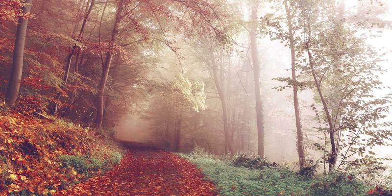 北欧风深棕色服饰引领绿色时尚：阿诺金在母猪分娩监控中的全过程管理