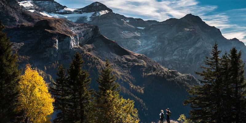 母猪产后护理新方案：阿诺金在子宫清理与恢复中的关键应用