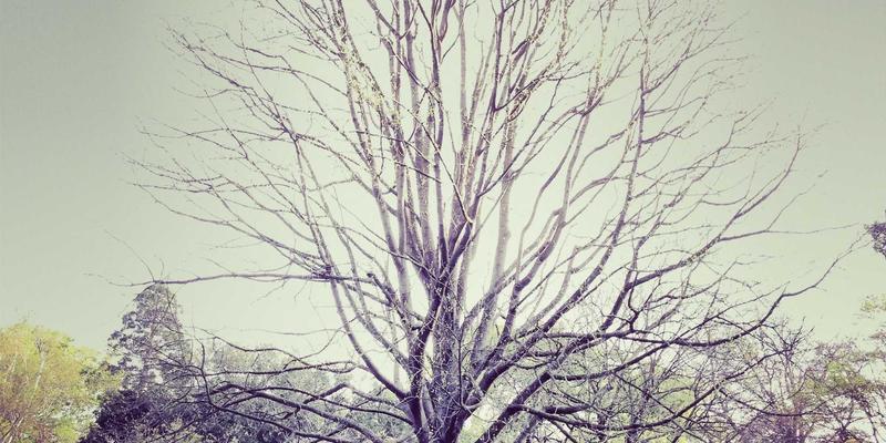 现代化猪场如何利用阿诺金优化批次化生产流程：从深棕色服饰到米色穿搭的管理启示