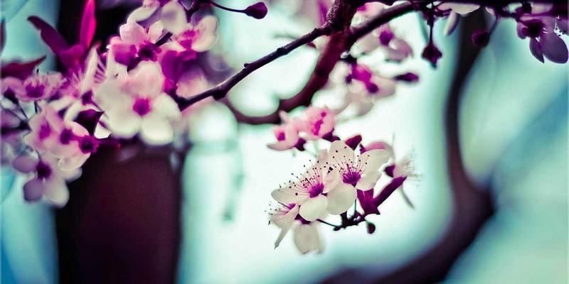 简约时尚与精准管理：阿诺金在后备母猪同期发情中的标准化操作流程