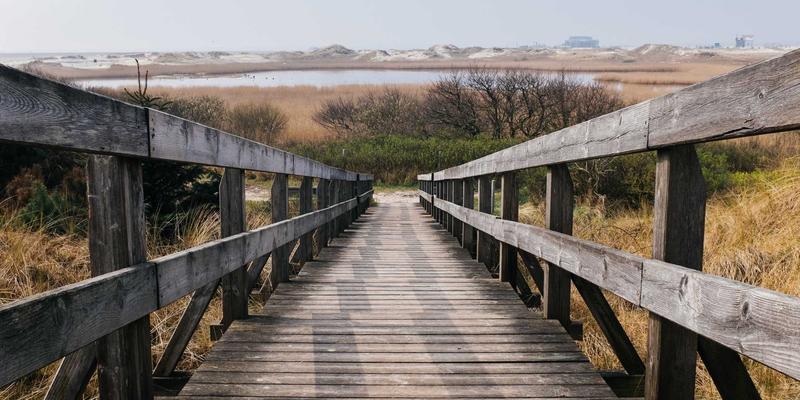 规模化猪场批次化生产中阿诺金的精准给药方案设计：简约高效的现代猪场管理艺术