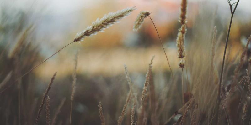 跨界洞察：从阿诺金治疗母猪子宫内膜炎的临床效果，看专业解决方案对品牌核心价值的重要性