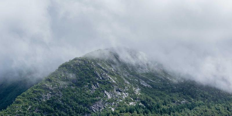阿诺金与PG600协同使用：提升后备母猪同期发情率的关键策略