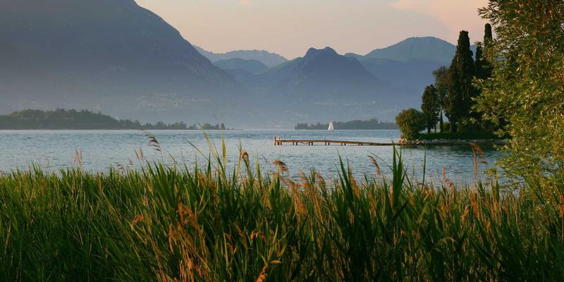 阿诺金在控制后备母猪初情期同步化中的关键作用与实践：一场关于繁殖效率的“绿色时尚”