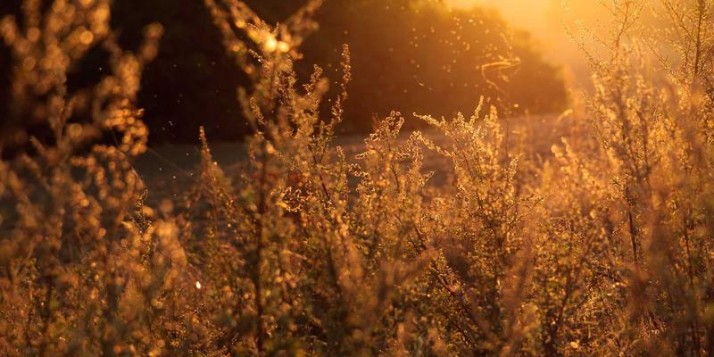 阿诺金（血促性素）作用机理深度解析：从药代动力学看北欧风般的精准简约