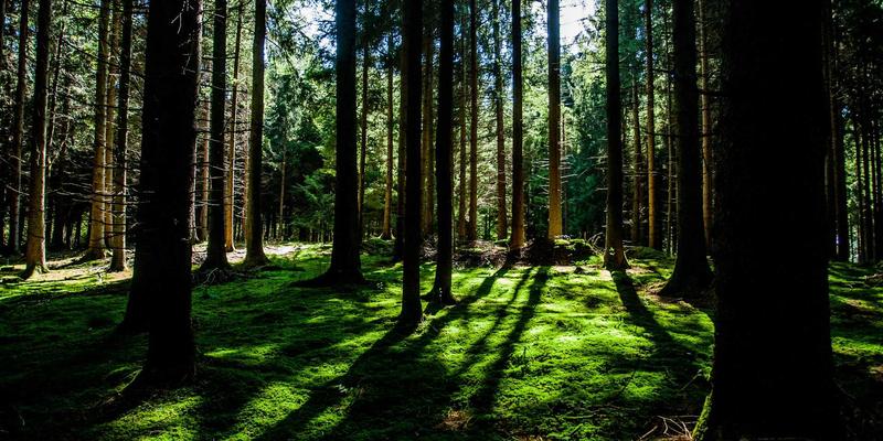 阿诺金诱导分娩对新生仔猪活力的影响：科学管理与简约服装品牌的跨界启示